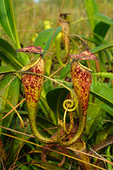 Madagaskar Kandeb�rer (Pitcher plant); Nepenthes madagascariensis; Near Toalagnaro; Madagaskar; Afrika; planter; 