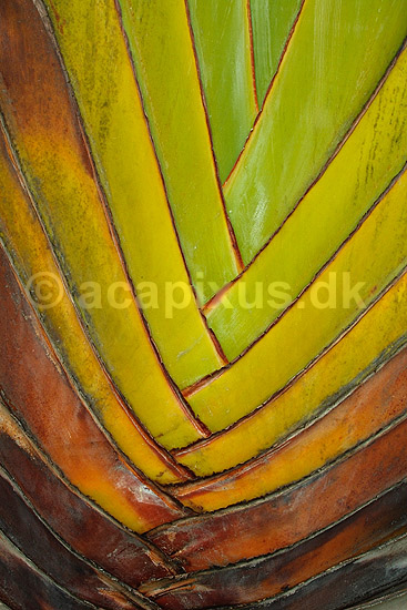 Bladbasis af Ravenala; Ravenala madagascariensis; ; Madagaskar; Afrika; planter; 