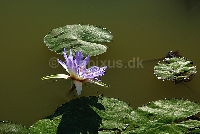 �kande med blomst; Nymphaeaceae; ; Madagaskar; Afrika; planter; 