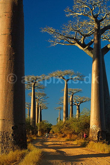 Baobabtr�er ved Avenue de Baobab; Adansonia; Morondava; Madagaskar; Afrika; planter; 