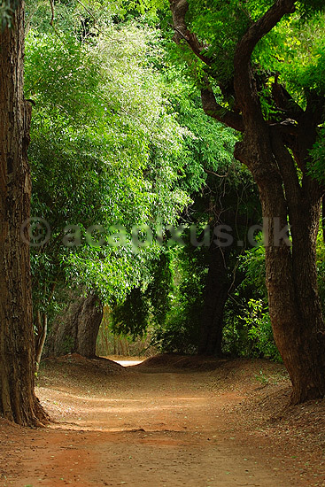 Skoven i Berenty Reservatet p� Madagaskar; ; Berenty; Madagaskar; Afrika; ; 