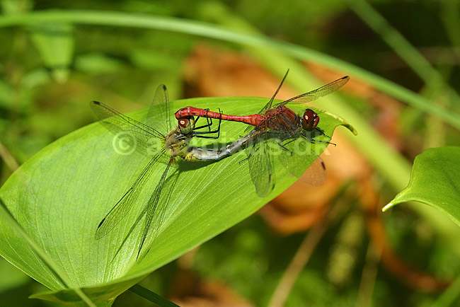 Blodr�d libel. Parring; Sympetrum sanguineum, Libellulidae; B�llemosen / J�gersborg Hegn / Sj�lland; Danmark; ; insekter; 