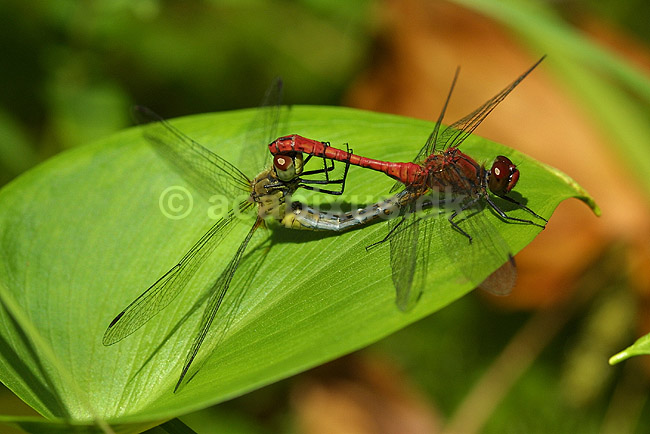 Blodr�d libel. Parring; Sympetrum sanguineum, Libellulidae; B�llemosen / J�gersborg Hegn / Sj�lland; Danmark; ; insekter; 