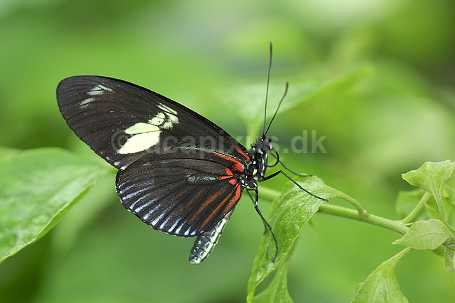 Sommerfugl; Heliconius spec.; Tropehuset / Zoologisk Have / K�benhavn; ; ; insekter; 