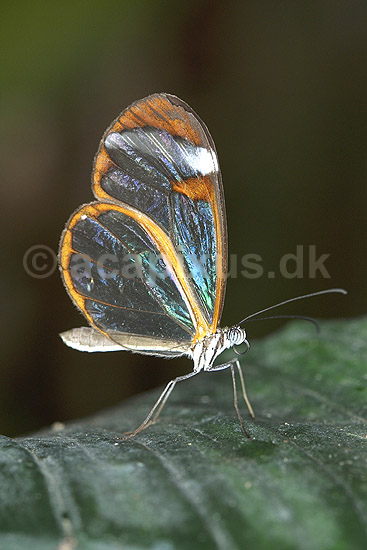 Sommerfugl, Glasvinge; Oleria tigilla, Ithomiidae; Tropehuset / Zoologisk Have / K�benhavn; ; ; insekter; 