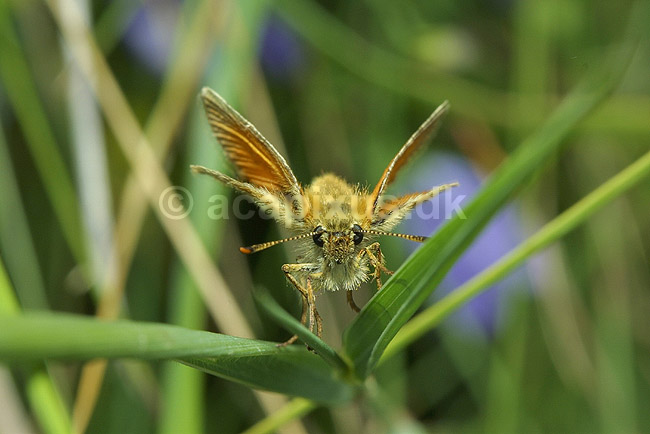 Stor Bredpande; Ochlodes venatus, Hesperiidae; F�rup / Nordjylland; ; ; insekter; 