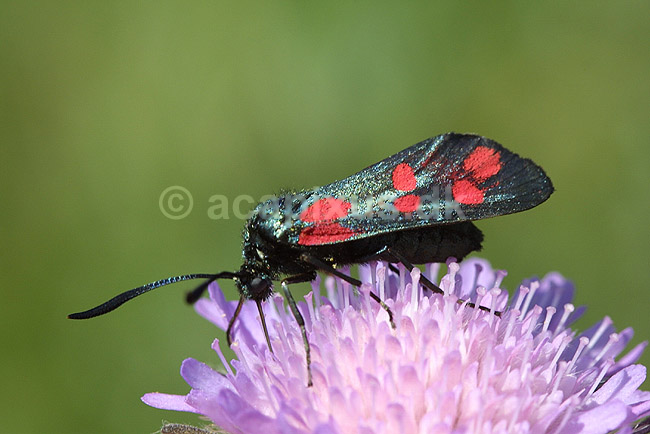 Seksplettet K�llesv�rmer; Zygaena filipendulae, Zygaenidae; F�rup / Nordjylland; ; ; insekter; 