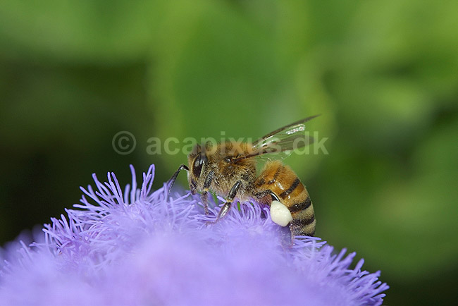 Honningbi p� blomst og med pollen i pollenkurven; Apis mellifera, Apidae; KVLs have, K�benhavn; ; ; insekter; 