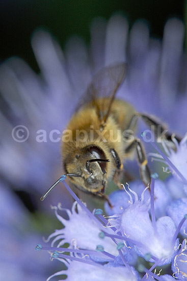 Honningbi p� blomst; Apis mellifera, Apidae; KVLs have, K�benhavn; ; ; insekter; 