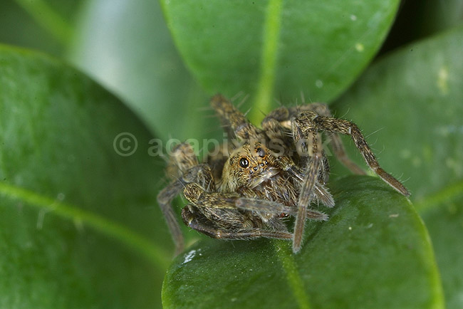 Jagtedderkop; Lycosidae; KVLs have, K�benhavn; ; ; spindlere; 