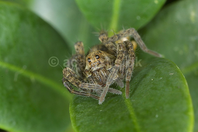 Jagtedderkop; Lycosidae; KVLs have, K�benhavn; ; ; spindlere; 