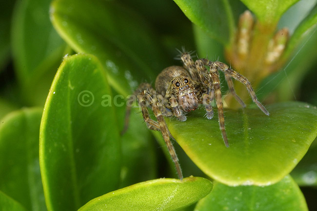 Jagtedderkop; Lycosidae; KVLs have, K�benhavn; ; ; spindlere; 