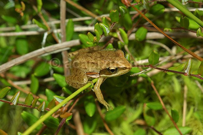 Springfr�; Rana dalmatina, Ranidae; B�llemosen / J�gersborg Hegn / Sj�lland; ; ; padder; 