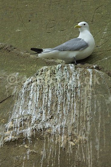 Ride p� ridekolonien p� Bulbjerg; Rissa tridactyla, Laridae; Bulbjerg / Nordjylland; ; ; fugle; 