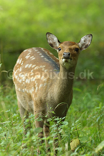 D�dyr, d�hind; Dama dama, Cervidae; J�gersborg Dyrehave / Sj�lland; Danmark; ; pattedyr; 