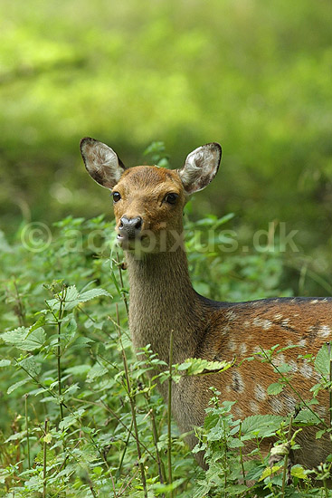 D�dyr, d�hind; Dama dama, Cervidae; J�gersborg Dyrehave / Sj�lland; Danmark; ; pattedyr; 