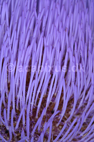 Artiskok blomst; Cynara scolymus; Landboh�jskolens Have / Frederiksberg; ; ; planter; 