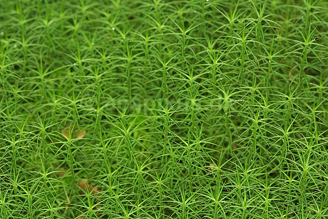 Jomfruh�r; Polytrichum spec.; B�llemosen / J�gersborg Hegn / Sj�lland; ; ; planter; 