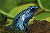 Bl� giftfr� Dendrobates azureus, Ranidae Zoologisk Have, K�benhavn   padder 