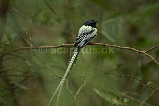 Madagaskisk Paradisfluesnapper; Terpsiphone mutata; Berenty; Madagaskar; Afrika; fugle; 