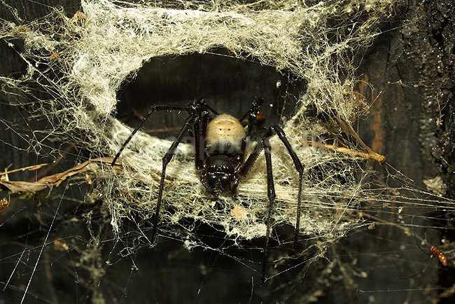 Sort enke lignende edderkop fra Madagaskar; ; P�rinet NP (Parc National d Andasibe-Mantadia NP); Madagaskar; Afrika; spindlere; 