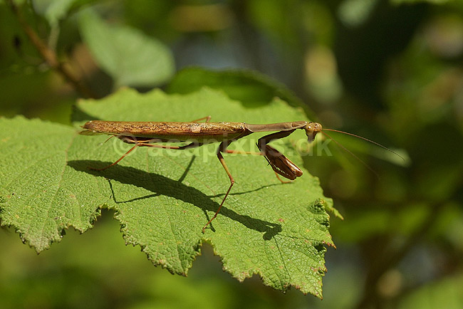 Kn�ler fra Madagaskar; Mantodea; P�rinet NP (Parc National d Andasibe-Mantadia NP); Madagaskar; Afrika; insekter; 
