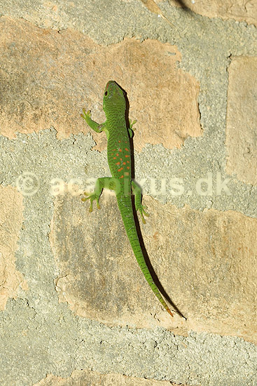 Stor Madagaskar daggekko; Phelsuma madagascararensis; Marozevo; Madagaskar; Afrika; krybdyr; 
