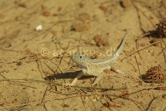 Hvid daggekko; Chalarodon madagascariensis; Morondava; Madagaskar; Afrika; krybdyr; 
