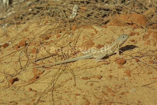 Flerfarvet giftfr�; Chalarodon madagascariensis; Morondava; Madagaskar; Afrika; krybdyr; 