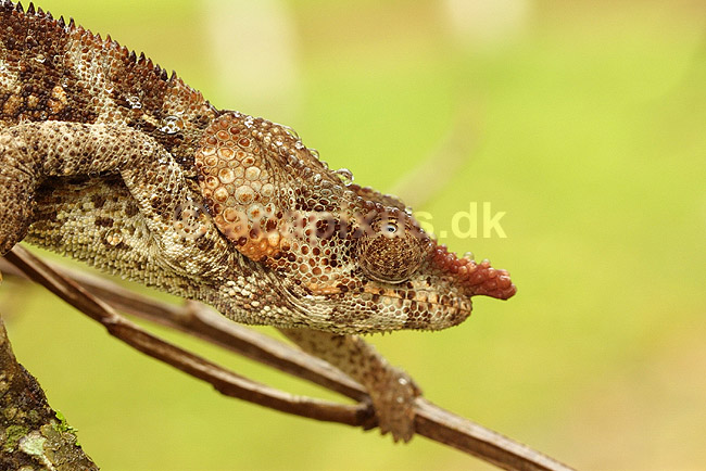 Kam�leon fra Madagaskar; Calumma brevicornis, Chamaeleonidae; P�rinet NP (Parc National d Andasibe-Mantadia NP); Madagaskar; Afrika; krybdyr; 