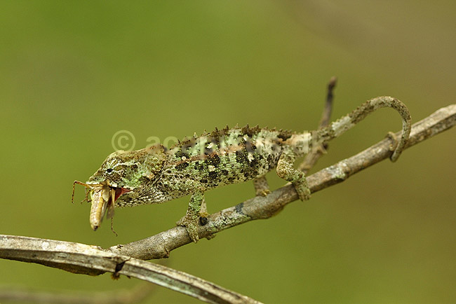 Kam�leon fra Madagaskar; Calumma brevicornis, Chamaeleonidae; P�rinet NP (Parc National d Andasibe-Mantadia NP); Madagaskar; Afrika; krybdyr; 