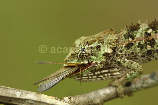 Kam�leon fra Madagaskar; Calumma brevicornis, Chamaeleonidae; P�rinet NP (Parc National d Andasibe-Mantadia NP); Madagaskar; Afrika; krybdyr; 