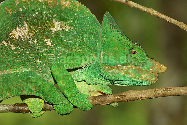 Parsons kam�leon; Calumma parsonii, Chamaeleonidae; P�rinet NP (Parc National d Andasibe-Mantadia NP); Madagaskar; Afrika; krybdyr; 
