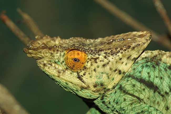 Parsons kam�leon; Calumma parsonii, Chamaeleonidae; Marozevo; Madagaskar; Afrika; krybdyr; 