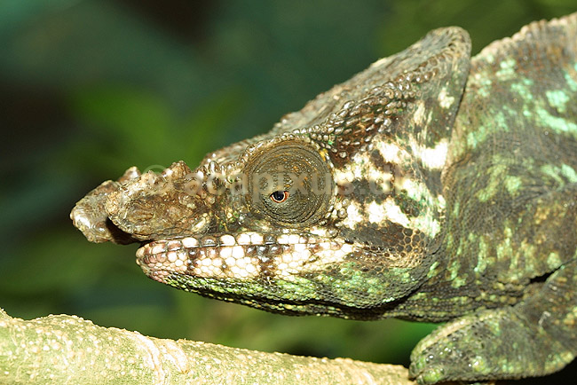 Parsons kam�leon; Calumma parsonii, Chamaeleonidae; Marozevo; Madagaskar; Afrika; krybdyr; 