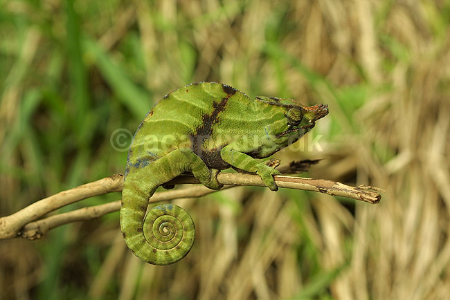 Kam�leon fra Madagaskar; Furcifer balteatus, Chamaeleonidae; Marozevo; Madagaskar; Afrika; krybdyr; 