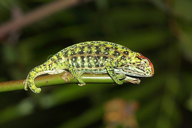 Kam�leon fra Madagaskar; Furcifer campani, Chamaeleonidae; Marozevo; Madagaskar; Afrika; krybdyr; 