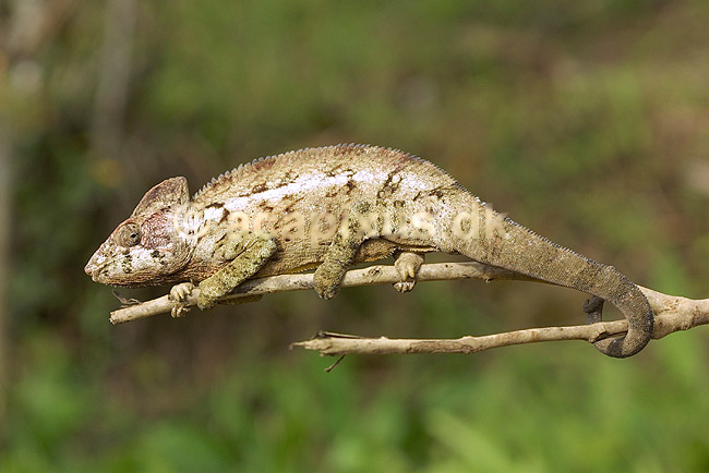 Kam�leon fra Madagaskar; Furcifer oustaleti, Chamaeleonidae; Marozevo; Madagaskar; Afrika; krybdyr; 