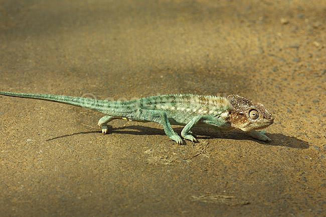 Kam�leon fra Madagaskar; Furcifer verrucosus, Chamaeleonidae; Marozevo; Madagaskar; Afrika; krybdyr; 
