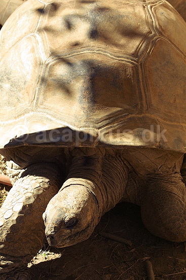 Aldabra k�mpeskildpadde fra Seychellerne; Dipsochelys dussumieri, Testuidae; Antananarivo ZOO; Madagaskar; Afrika; krybdyr; 