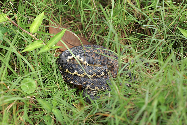 Slange fra Madagaskar; Leioheterodon madagascariensis; Marozevo; Madagaskar; Afrika; krybdyr; slanger