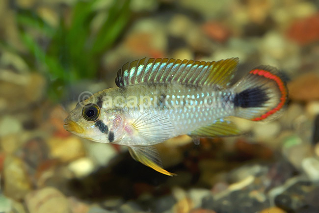 Sydamerikansk dv�rgcichlide, han; Apistogramma panduro; ; ; ; fisk; akvarium akvariefisk