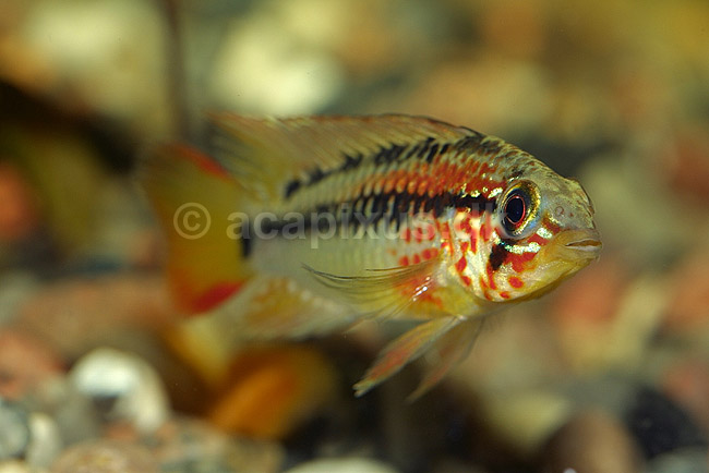 Sydamerikansk dv�rgcichlide, han; Apistogramma viejita; ; ; ; fisk; akvarium akvariefisk