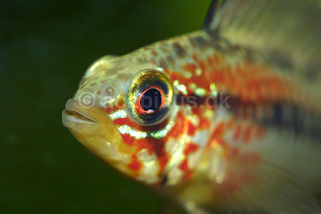 Sydamerikansk dv�rgcichlide, han; Apistogramma viejita; ; ; ; fisk; akvarium akvariefisk