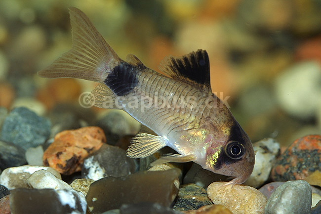 Pansermalle; Corydoras panduro; ; ; ; fisk; akvarium akvariefisk