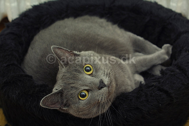 Huskat i sin kurv; Felis catus, Felidae; ; ; ; pattedyr; k�ledyr huskatte duchesne