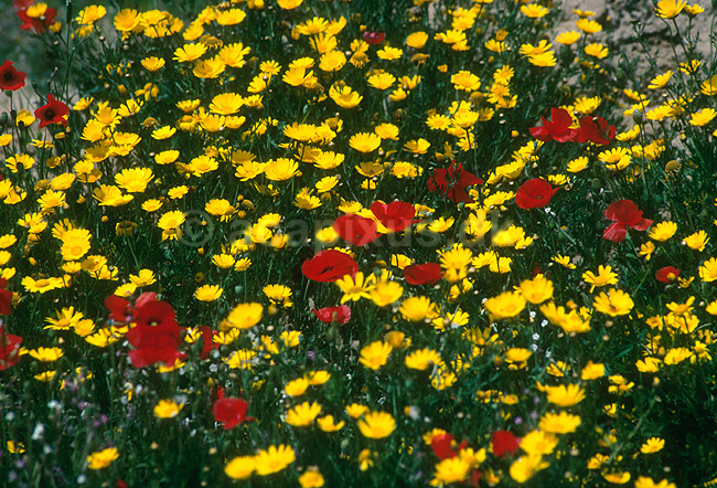 Blomstermark n�r Chot el Jerid; ; Chot el Jerid; Tunesien; Afrika; planter; 