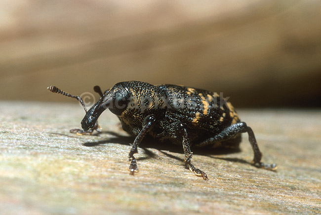 Gransnudebille; Hylobius abietis, Curculionidae; Troldeskoven, Tisvildehegn; ; ; insekter; 