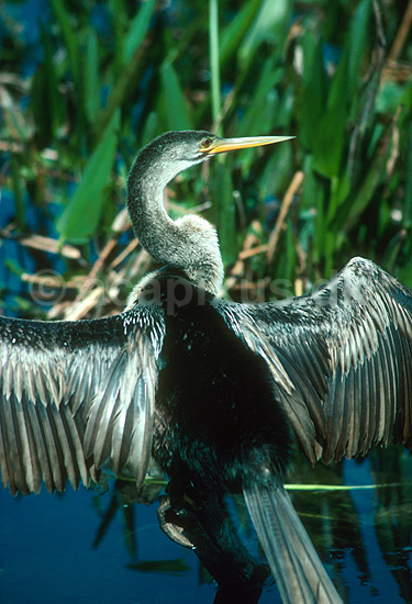 Anhinga, slangehalsfugl; Anhinga anhinga, Anhingidae; Shark Valley / Everglades NP / Florida; USA; Nord Amerika; fugle; 