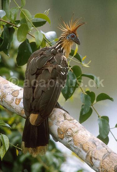 Hoatzin; Opisthocomus hoatzin, Ophisthocomidae; Yasuni NP / Amazonas; Equador, Ecuador; Syd Amerika; fugle; 
